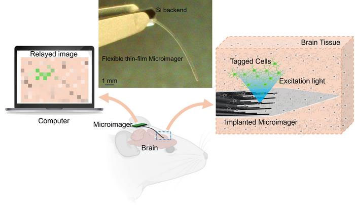microimager composed of a dense array of flexible optical waveguides along an implantable thin-film shank