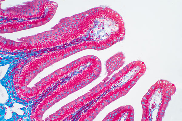 A microscopic view of the large intestine shows the microvilli lining