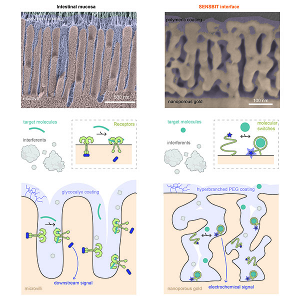A figure showing how SENSBIT mimics intestinal mucosa