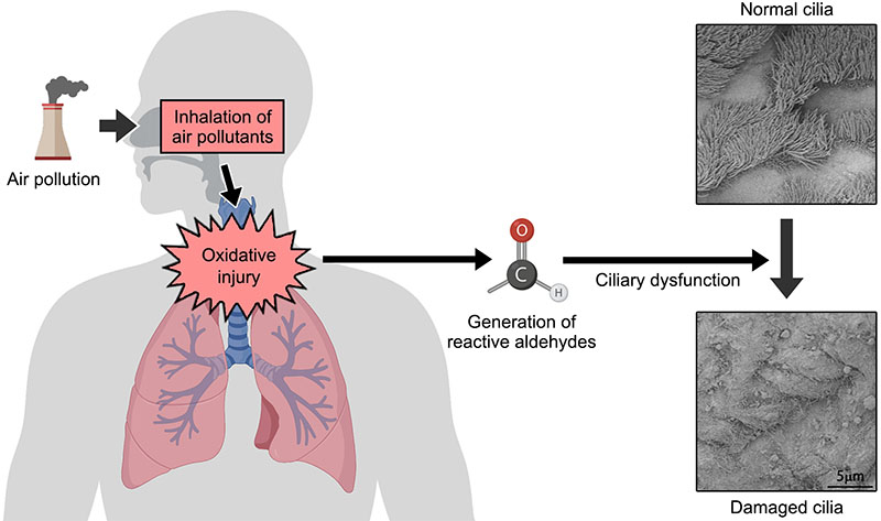 Exposure to PM2.5 induces the generation of reactive aldehydes, resulting in ciliary dysfunction