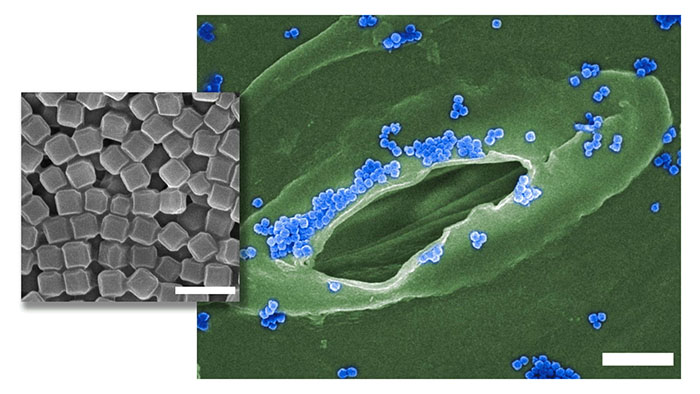 nanoparticles surrounding the stomata of a plant