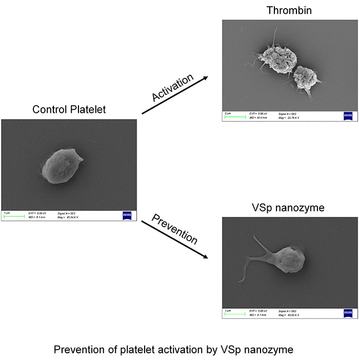 nanozyme prevention of platelet activation