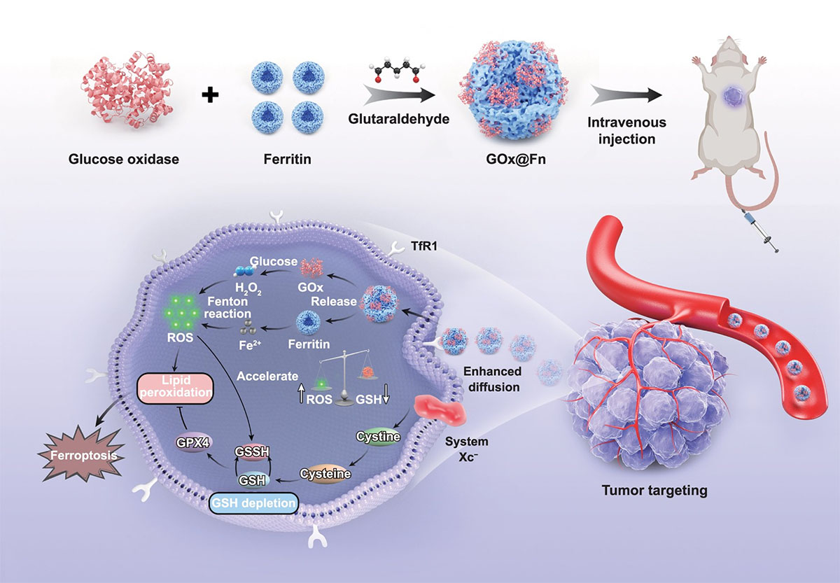 Fabrication and in vivo mechanism of self-propelled ferroptosis nanoinducer for tumor targeting.