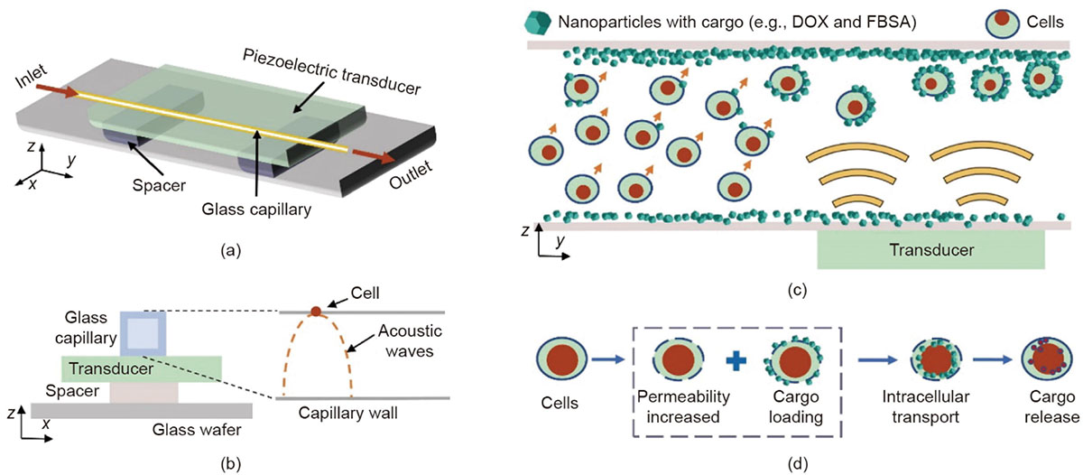 Schematics illustrating the mechanism of our acoustofluidics-based intracellular delivery device