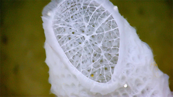 the lightweight skeletons of a deep-sea sponge