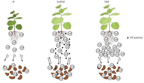 Conceptual models depicting the possible mechanisms involved in P nutrition in the plant-soil systems fertilized with FePO4 nanofertilizer (NF) (FePNF) or conventional fertilizer triple superphosphate (TSP) and without P fertilizer (–P).