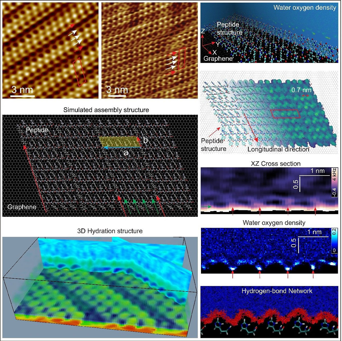 olecular assembly structure of YH dipeptides on graphite and MoS2