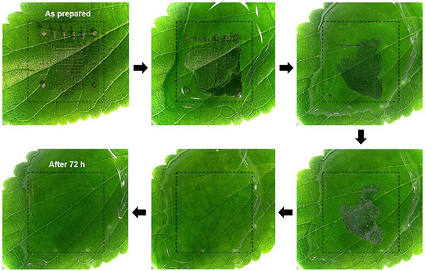 A step-by-step demonstration showing how the device, placed on a green leaf, completely dissolves in water within 72 hours
