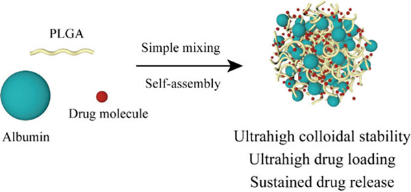 A new nanoparticle made from the medical polymer PLGA and the blood protein albumin can carry higher doses of drugs and remain stable longer, offering improved delivery and fewer side effects