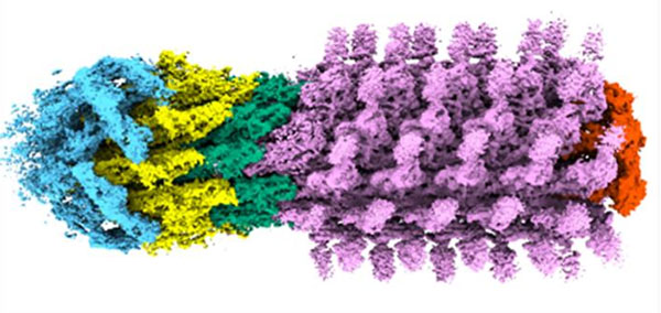 Molecular structure of the bacterial flagellum