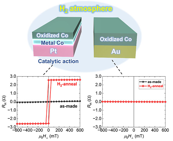 cheme of magnetic recovery via catalytic action (top) and measurement results of magnetic force (bottom). RH on the vertical axis is a quantity proportional to the magnetic force.