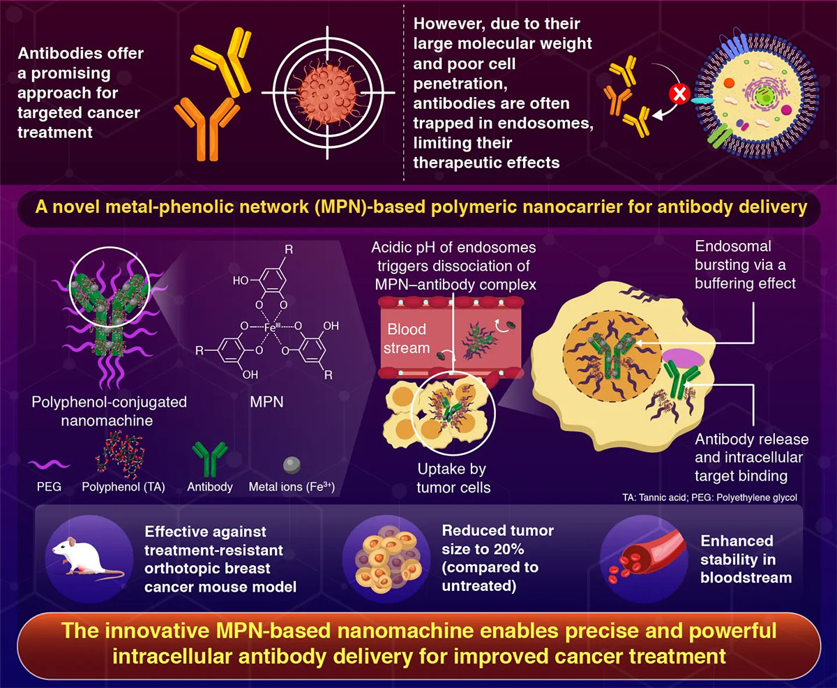 Metal-phenolic network-based polymeric nanocarriers facilitating antibody cytoplasmic delivery and anti-tumor effects to orthotopic breast tumors
