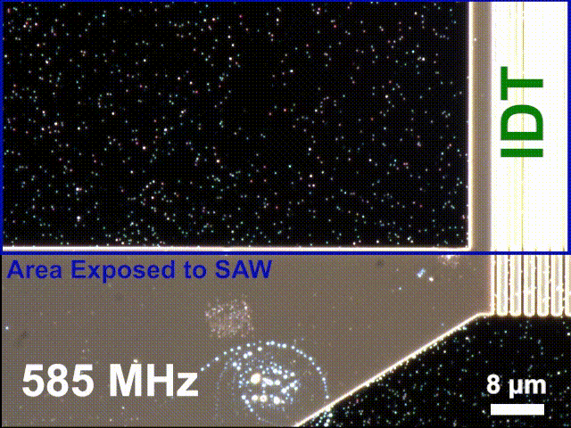 How the nanoparticles look with and without the surface acoustic wave (SAW) activation