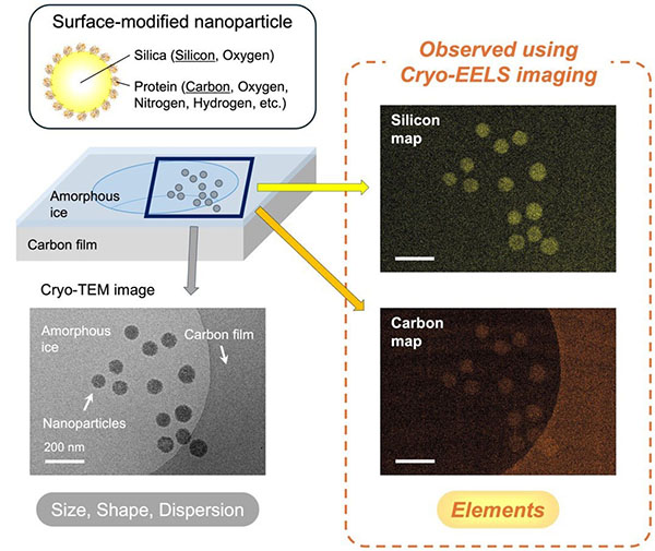 Elemental Mapping of Surface-Modified Nanoparticles Using Cryo-EELS imaging