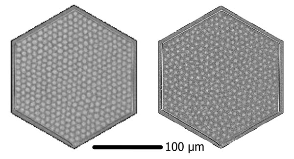 Snapshots of the skyrmion lattice during the melting: an ordered skyrmion lattice on the left while the lattice structure has vanished on the right