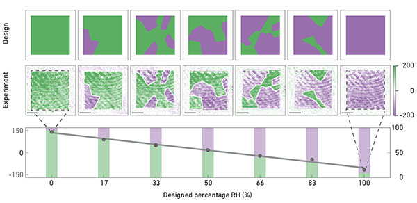 A graph with the design of the sample at the top, the experiment in the centre and the proportions of the left- and right-handed samples at the bottom