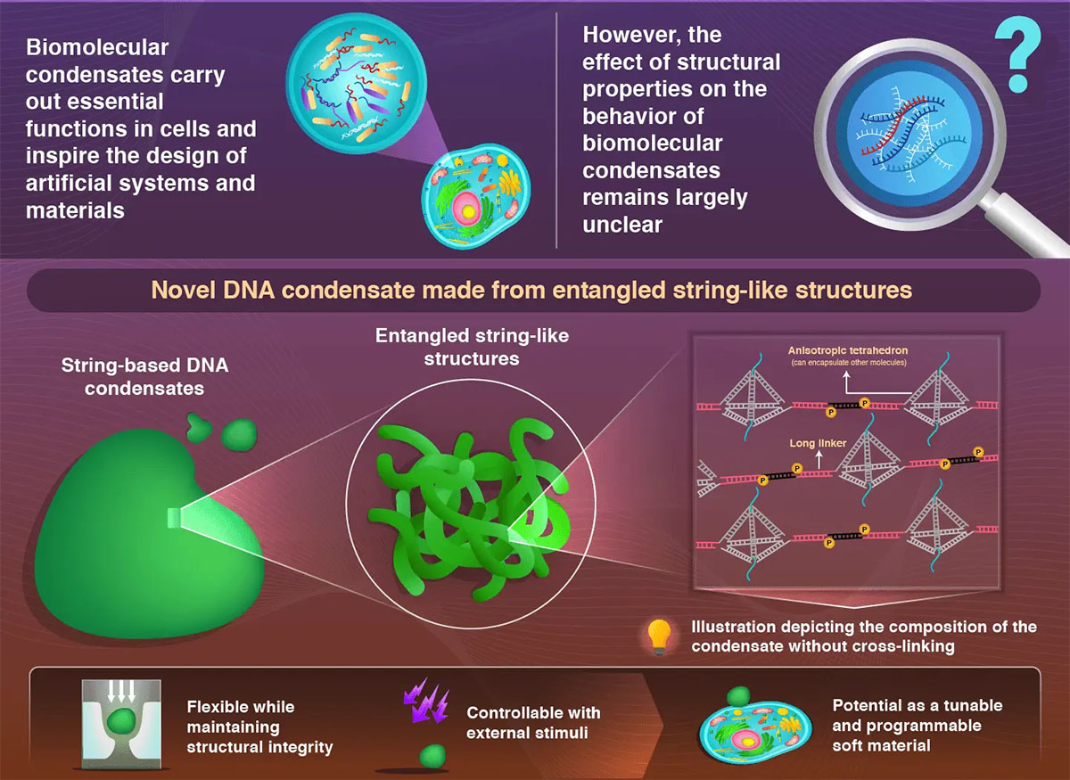 Engineering Versatile DNA-Based Soft Materials