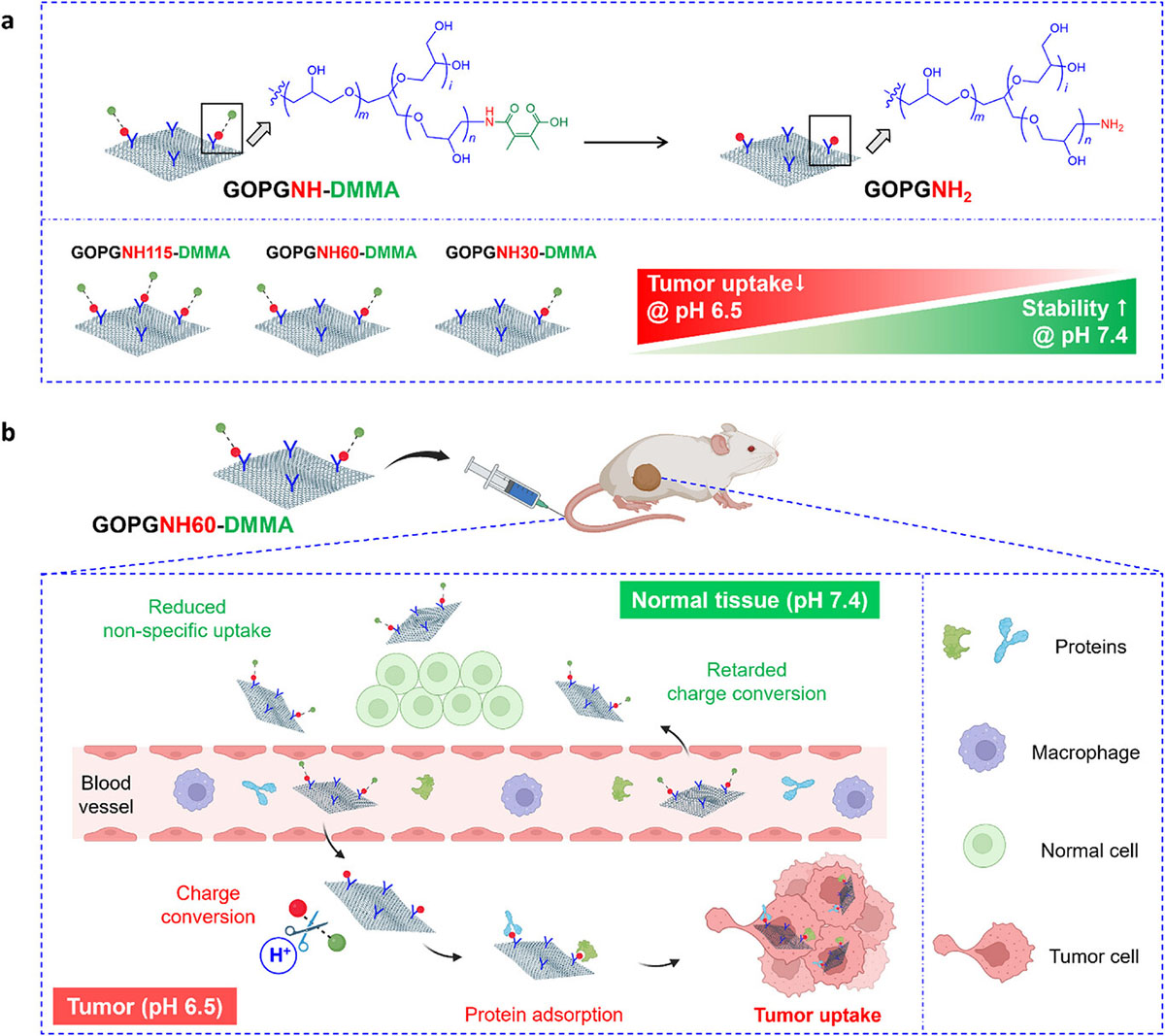 a pH-responsive graphene oxide/polyglycerol/DMMA nanomaterial that changes its charge in an acidic environment, enabling tumor-specific attachment for cancer drug delivery