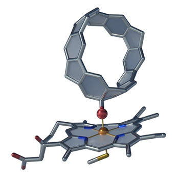 Enzymes in the guts of tobacco cutworms (bottom shape) can break highly stable carbon–carbon bonds and slip an extra oxygen atom (red ball) into nanocarbon belts (top shape)