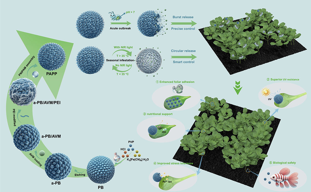 Schematic illustration of fabrication and mechanism of bioinspired prussian blue nanopesticides