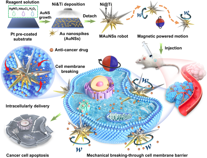 Scheme of the preparation of MAuNS robots, and their anti-cancer therapeutic applications by mechanically regulated cell membrane permeability for transmembrane drug delivery.