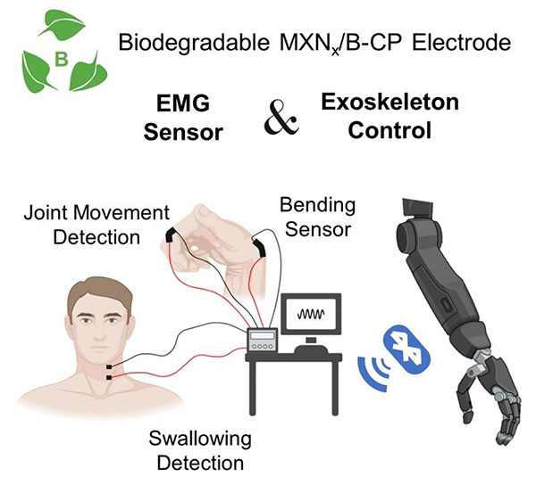 A biodegradable, soft, and conductive MXene-cellulose nanofiber paper electrode integrates Ti3C2Tx nanosheets into bamboo-derived scaffolds, with a porous Ecoflex coating that imparts waterproofing and breathability