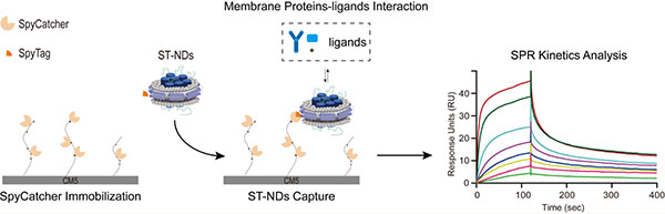 Schematic of the SpyCatcher-SpyTag-mediated covalent immobilization strategy for membrane protein SPR analysis