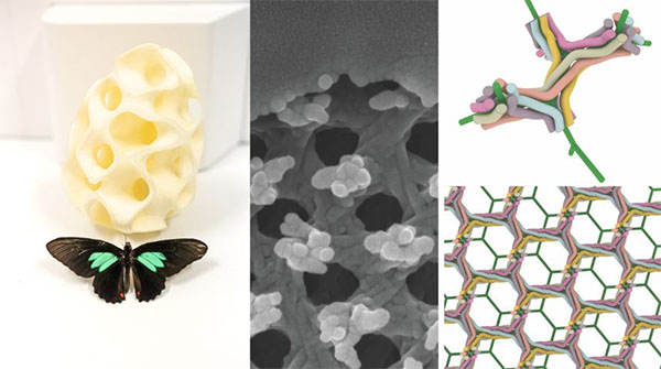 the intricate nanostructure responsible for the vibrant green colours of the Emerald-patched Cattleheart butterfly's wings