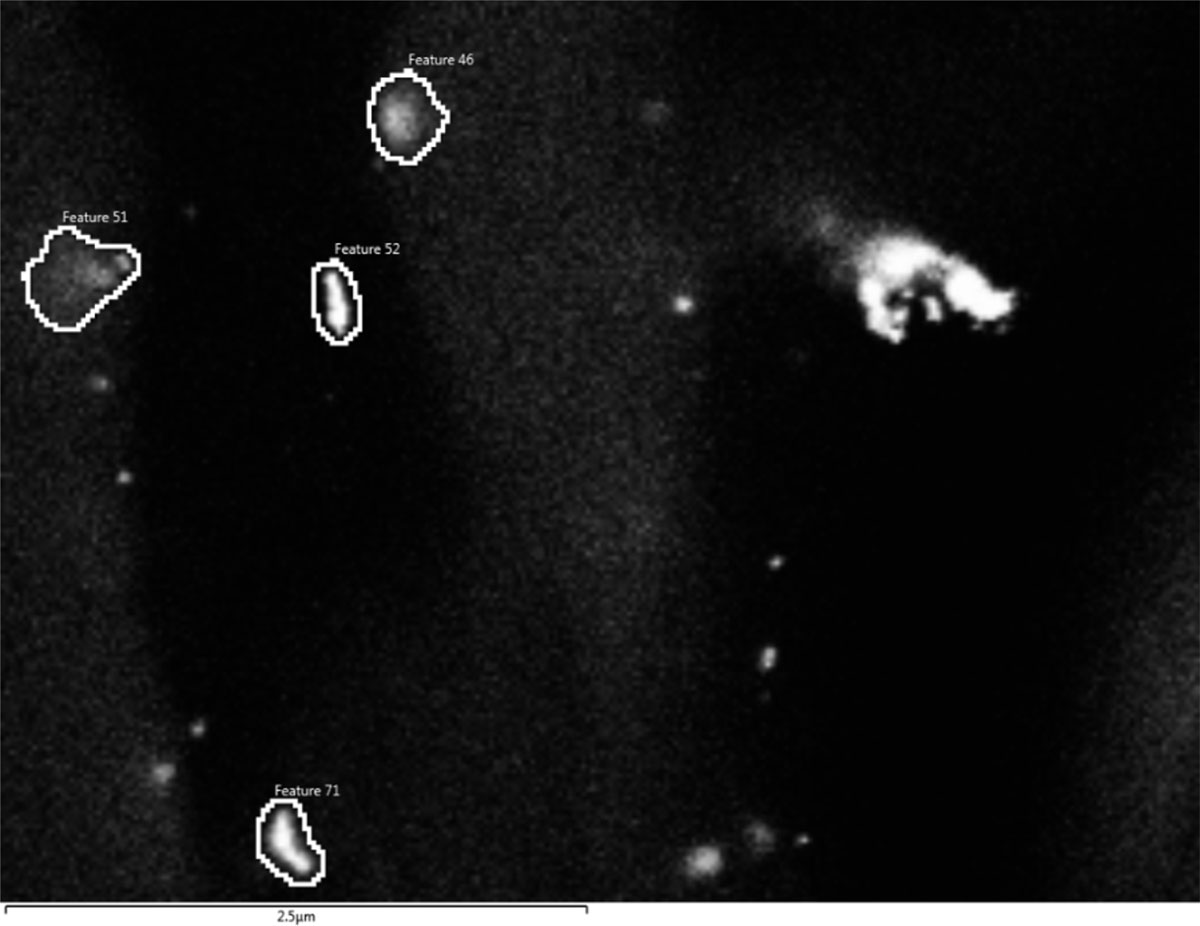Analytical scanning electron microscope image of gold-labelled nanoplastics particles in the root of a wheat plant