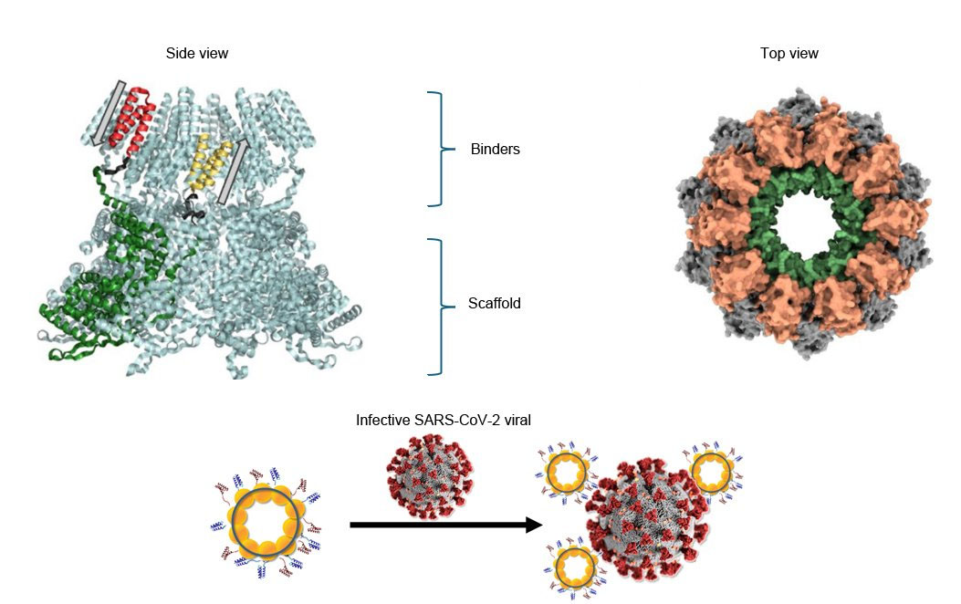 Illustration of the structure of the protein nanoring capable of neutralising SARS-CoV2