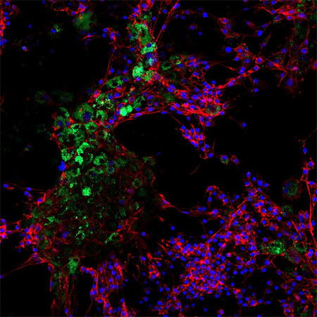 Granulosa cells from bovine ovaries after eight days of contact with nanoplastics particles