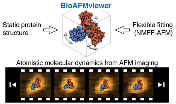 Schematic of BioAFMviewer flexible fitting to infer atomistic biomolecular dynamics from HS-AFM imaging data