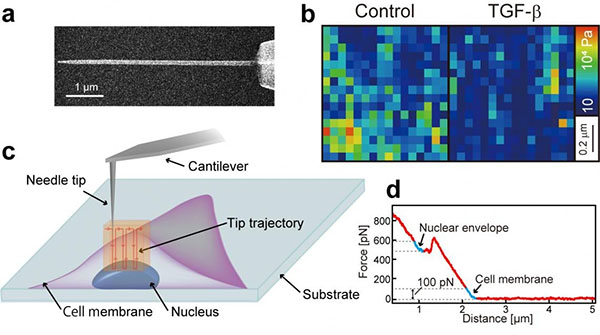 Probing Nanomechanics by Direct Indentation Using Nanoendoscopy-AFM