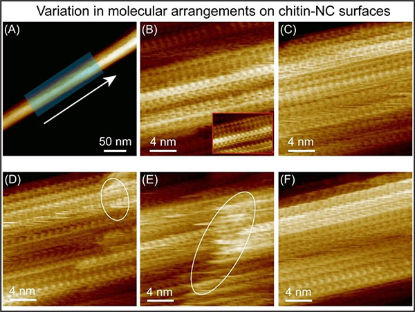 3D AFM imaging of β-Chitin Nanocrystal Supramolecular Architecture
