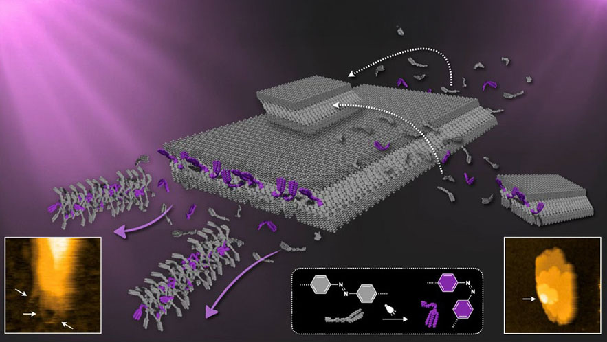 How dimensionally distinct supramolecular structures arise under different light intensities