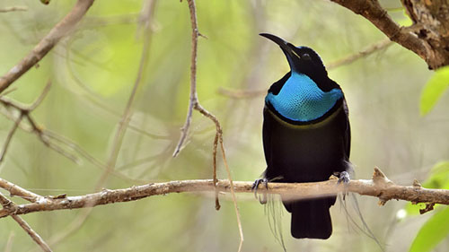Magnificent Riflebird