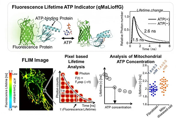 Lifetime-based ATP indicator enables quantitative ATP mapping across cells and tissues