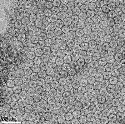 TEM image of 6H-TMVP disks showing primarily 2-, 3-, and 4-layer disks