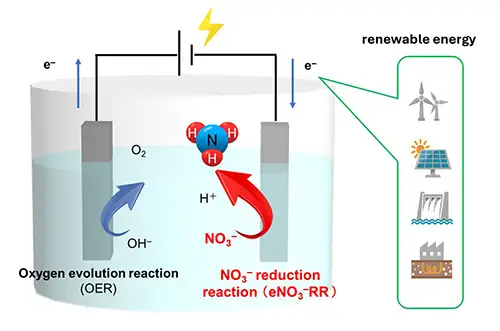 Reaction scheme for electrochemical nitrate ion reduction (eNO3-RR)