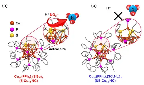 Geometric structure of Cu14 NC with exposed Cu sites and (b) Cu14 NC without exposed Cu sites