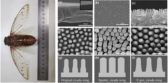 The nanostructures of an empress cicada wing before and after being coated with silver nanoparticles