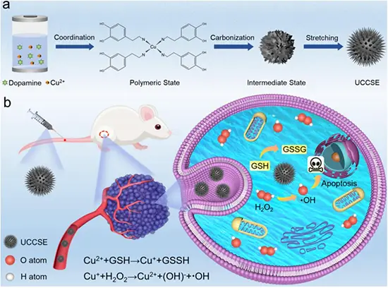 Schematic illustration of the synthesis of urchin-like copper single-atom nanozyme and its tumor catalytic therapy