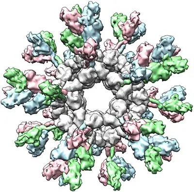 An illustration of a self-assembling protein nanoparticle (SApNP) displaying Ebola virus surface proteins