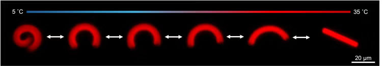 A microscopic image shows a curled particle transitioning to a straight shape