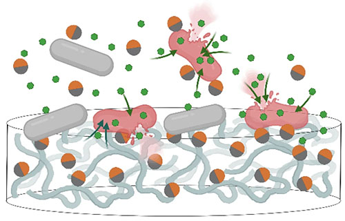 Bacteria (gray) exhibit resistance to antibiotics (green spheres). However, when Janus nanoparticles (orange/gray spheres) are added, the antibiotics penetrate into the bacteria (red), leading to bacterial cell death.