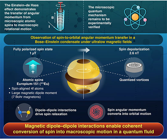 Experimental Realization of the Einstein–de Haas Effect in a Spinor-Dipolar Quantum Fluid