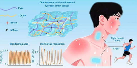 Schematic illustration of the dual-network MXene hydrogel sensor with multifunctional properties for wearable cardiorespiratory monitoring under hot and humid conditions
