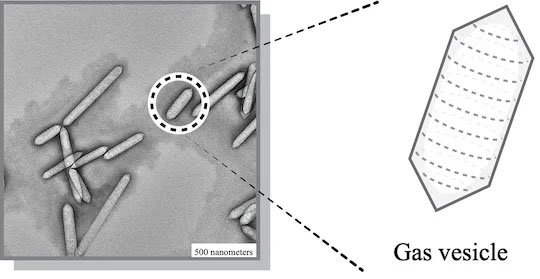 Gas vesicles are hollow, air-filled cylindrical nanostructures found in certain aquatic microbes