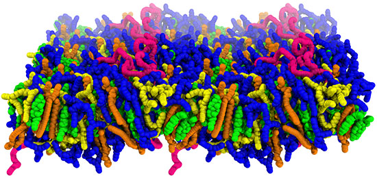 Membrane structure of lipid nanoparticles at an acidic pH value of 5. Positively charged amino lipids are blue, uncharged amino lipids yellow.