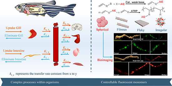 Challenges in assessing ecological and health risks of microplastics and nanoplastics: tracking their dynamics in living organisms
